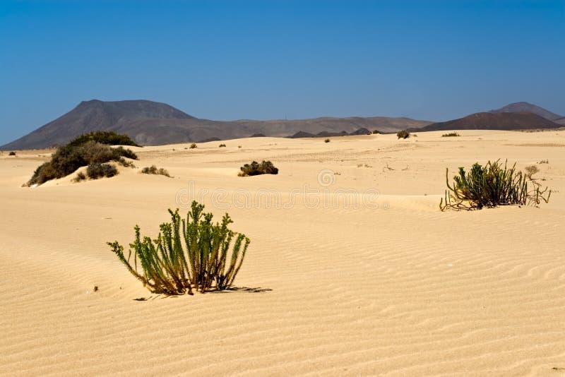 De Woestijn van Corralejo in Fuerteventura royalty-vrije stock fotografie De Woestijn van Corralejo in Fuerteventura royalty-vrije stock fotografie