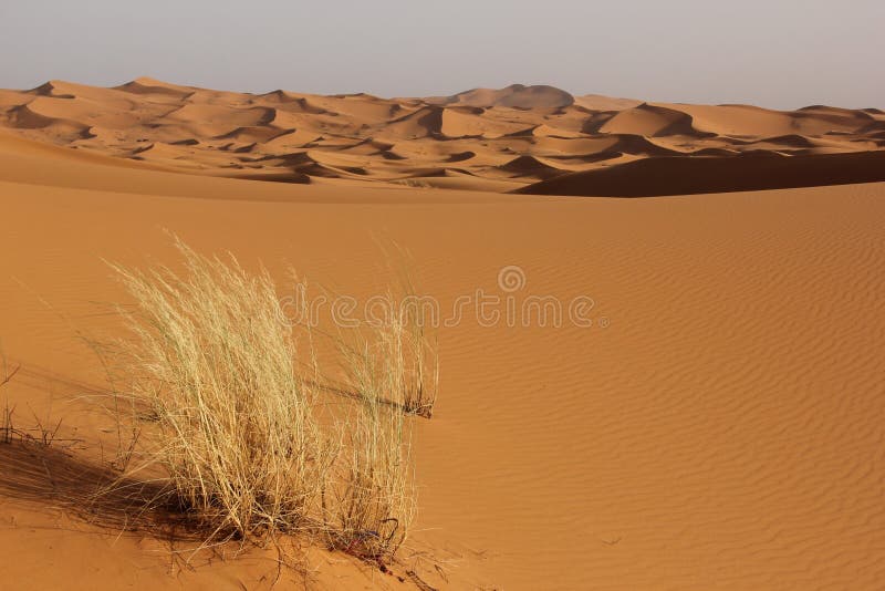 De Woestijn van de Sahara royalty-vrije stock fotografie De Woestijn van de Sahara royalty-vrije stock fotografie