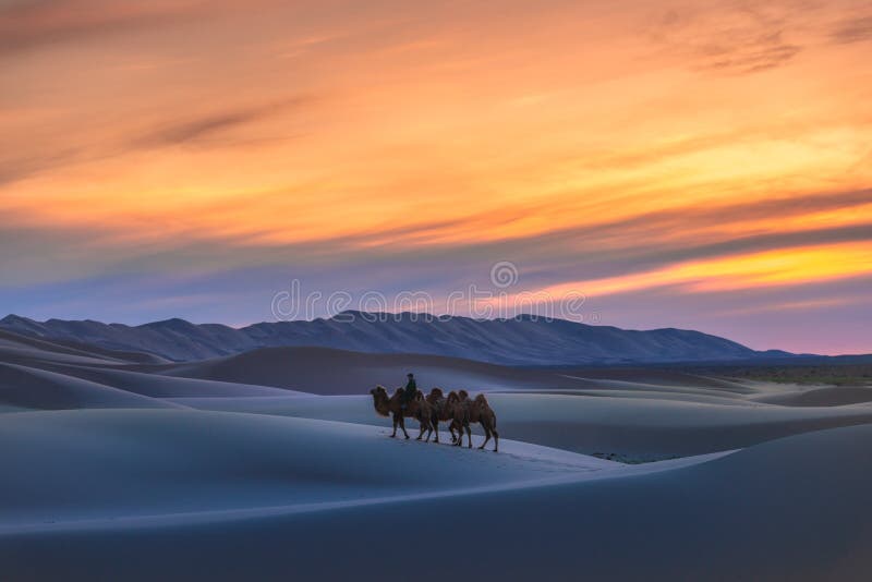 Gobi desert, may 2019, Mongolia : Camel going through the sand dunes on sunrise, Gobi desert Mongolia. Gobi desert, may 2019, Mongolia : Camel going through the sand dunes on sunrise, Gobi desert Mongolia.