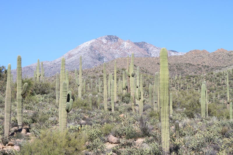 De woestijnlandschap van Sonoran stock foto's De woestijnlandschap van Sonoran stock foto's