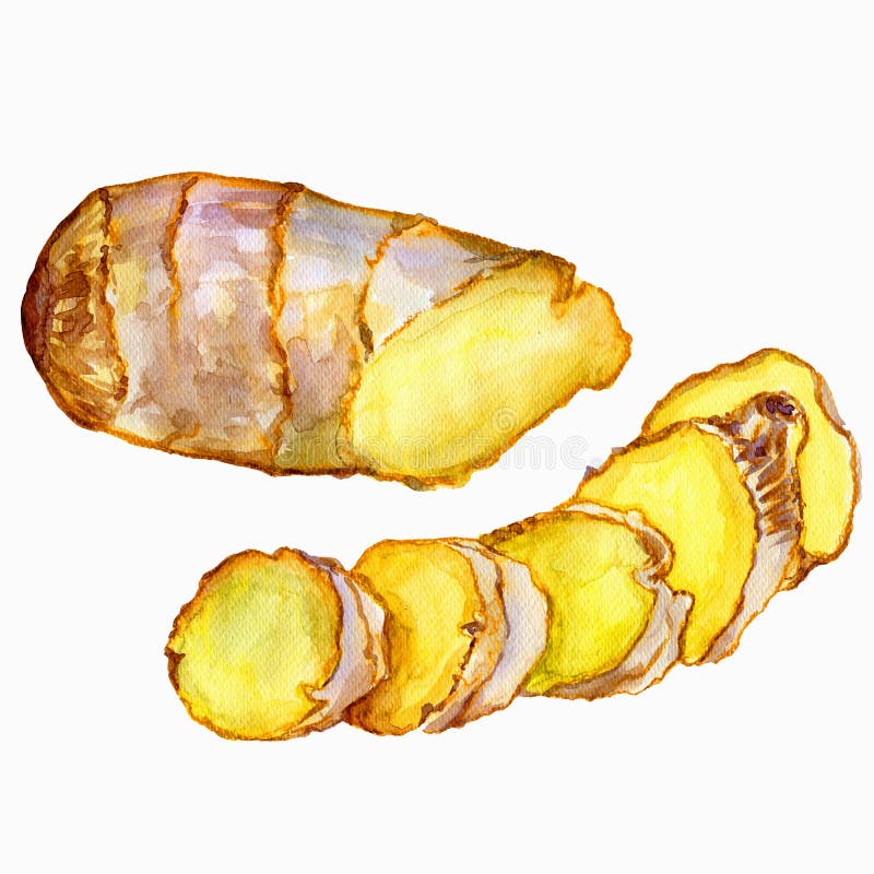 De wortel van de waterverfgember De hand trekt gemberillustratie Kruidenvoorwerp op witte achtergrond wordt geïsoleerd die Keuken vector illustratie De wortel van de waterverfgember De hand trekt gemberillustratie Kruidenvoorwerp op witte achtergrond wordt geïsoleerd die Keuken vector illustratie