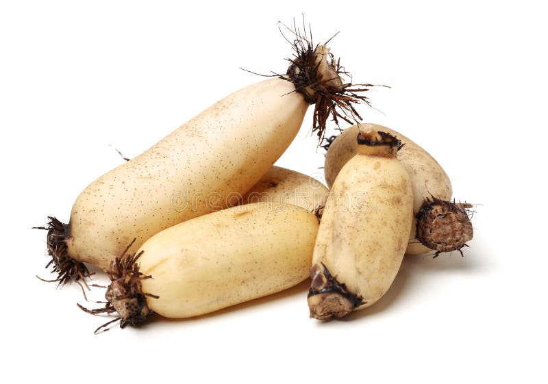 De Wortel Van Lotus Aziatische Vezel,