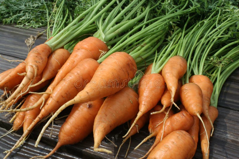 Fresh carrots from the garden. Fresh carrots from the garden.