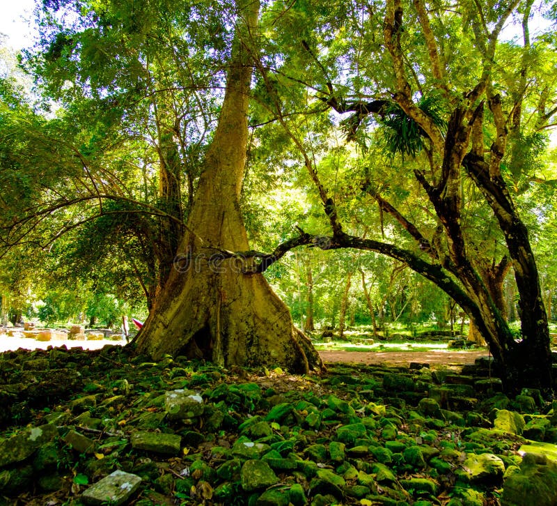 De wortels van de Banyanboom in Angkor-tempelruïnes, Siem oogsten, Kambodja stock afbeeldingen De wortels van de Banyanboom in Angkor-tempelruïnes, Siem oogsten, Kambodja stock afbeeldingen
