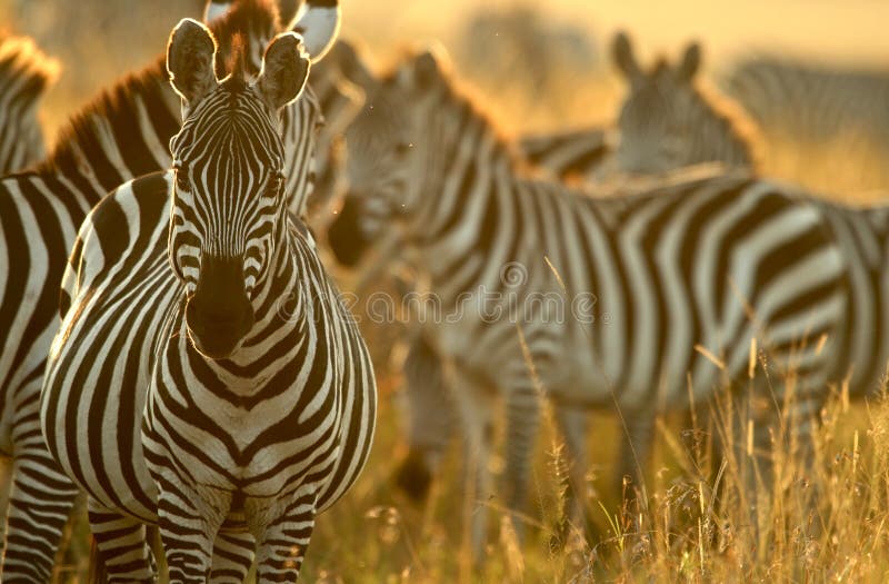 De zebra van vlaktes