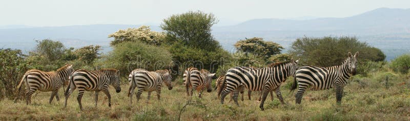 De zebra van vlaktes