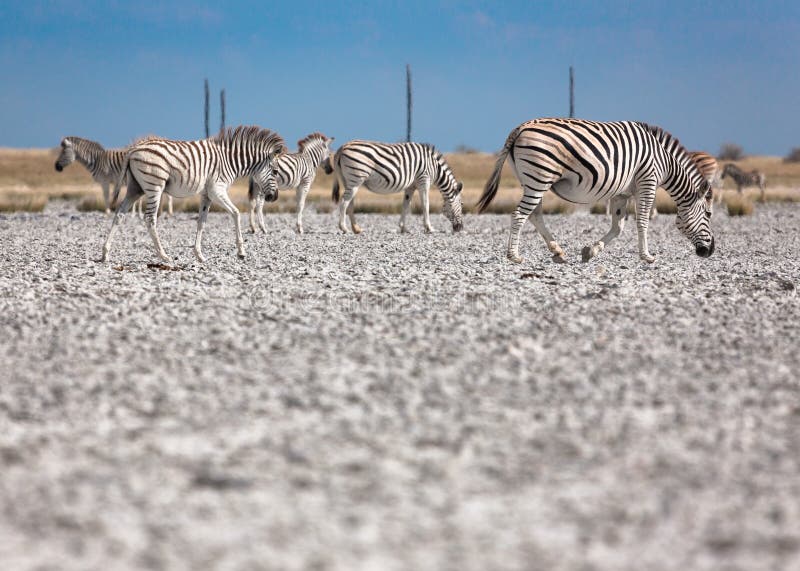 De Zebrasmigratie in Makgadikgadi filtert Nationaal Park - Botswana royalty-vrije stock afbeeldingen De Zebrasmigratie in Makgadikgadi filtert Nationaal Park - Botswana royalty-vrije stock afbeeldingen