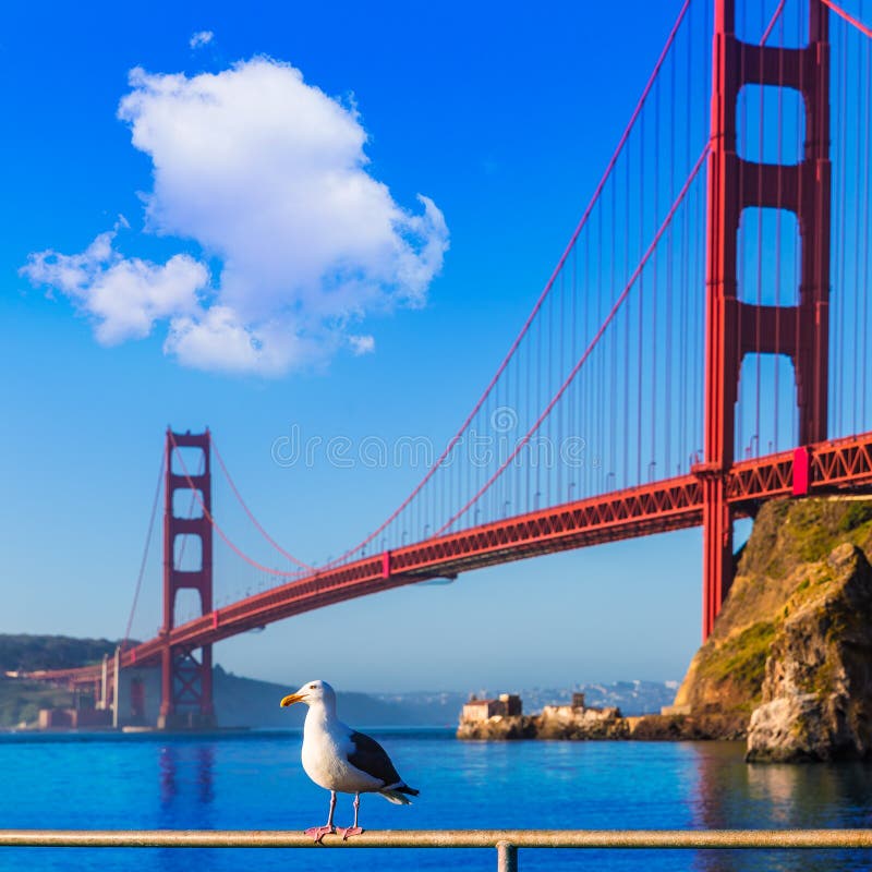 De zeemeeuw Californië van San Francisco Golden Gate Bridge royalty-vrije stock foto's De zeemeeuw Californië van San Francisco Golden Gate Bridge royalty-vrije stock foto's