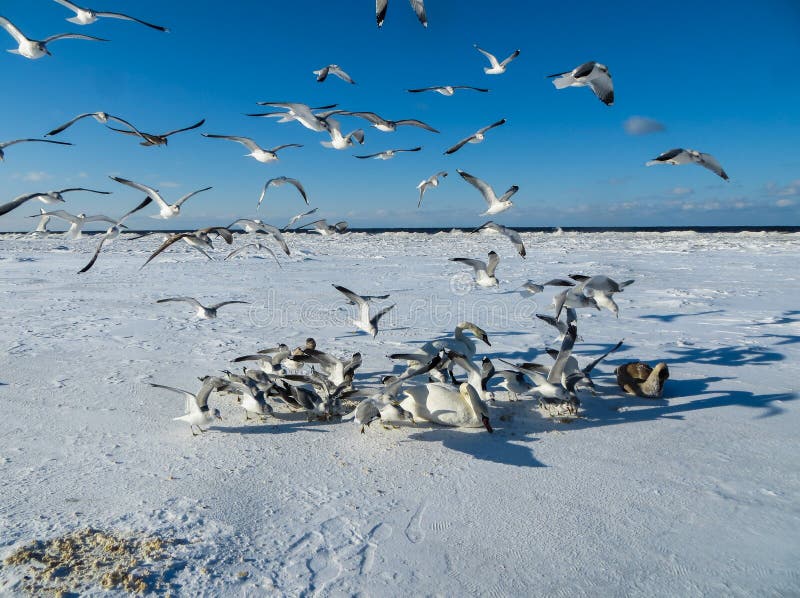 Seagulls are trying to take away food from swans in the winter of 2018. Seagulls are trying to take away food from swans in the winter of 2018.