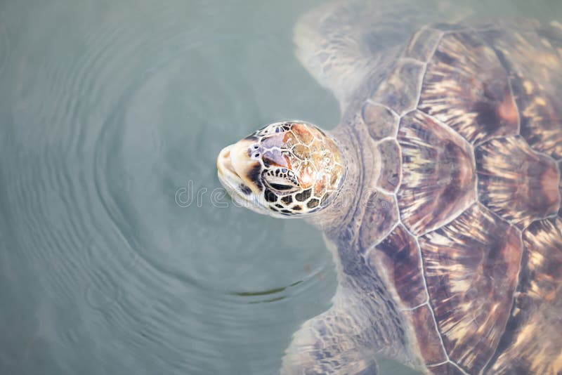 De zeeschildpaddenvlotter ademt tot stock fotografie De zeeschildpaddenvlotter ademt tot stock fotografie