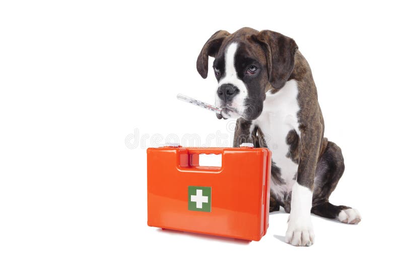 De zieke doos van de hondeerste hulp stock afbeelding De zieke doos van de hondeerste hulp stock afbeelding