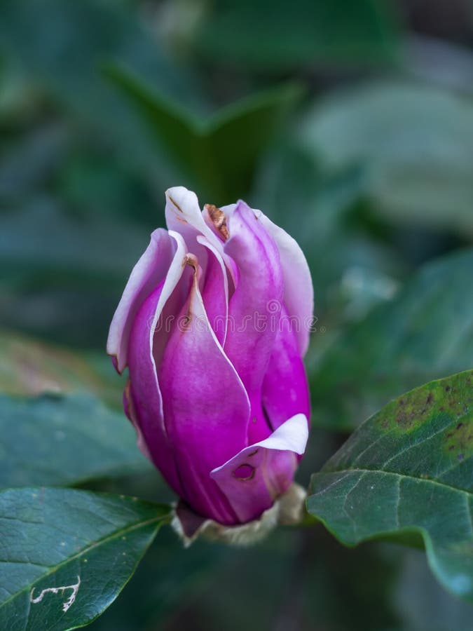 De ziekte op de bladeren en de bloemen van Magnolia stock fotografie De ziekte op de bladeren en de bloemen van Magnolia stock fotografie