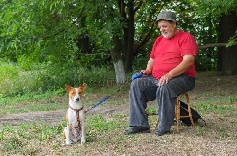 De zitting die van de Basenjihond ter plaatse tot zijn hogere meester wachten eindigt het rusten en actief spel met mooie hond royalty-vrije stock afbeeldingen De zitting die van de Basenjihond ter plaatse tot zijn hogere meester wachten eindigt het rusten en actief spel met mooie hond royalty-vrije stock afbeeldingen