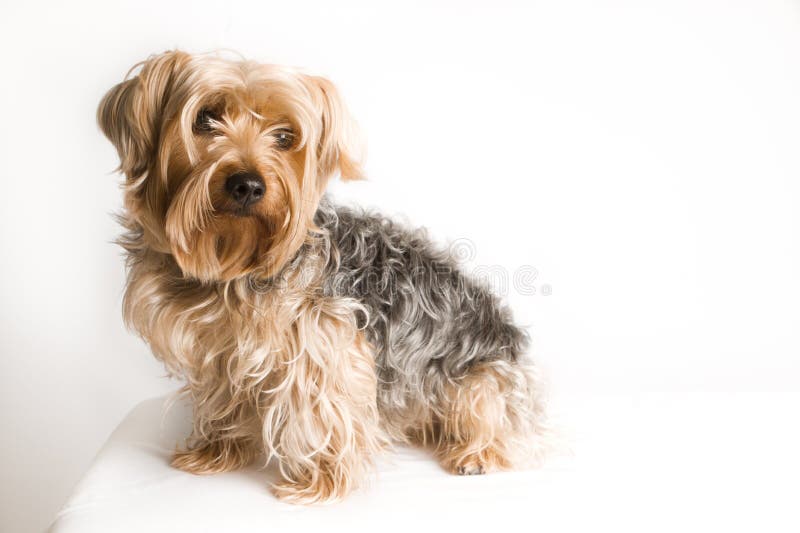 Yorkshire Terriër zittend stock afbeeldingen