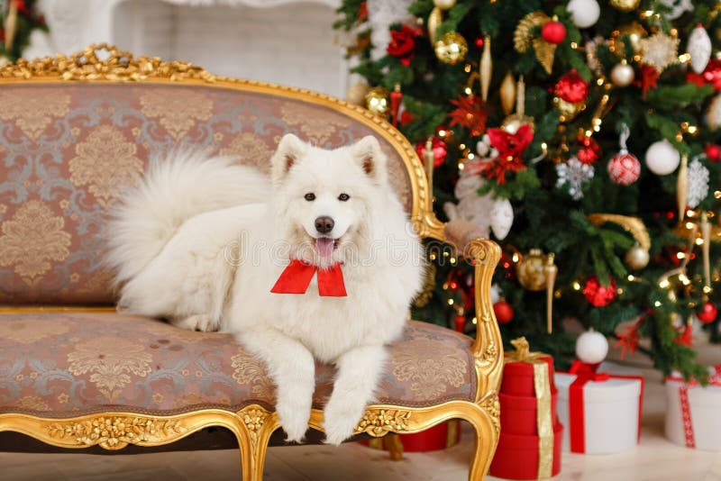 The dog Samoyed sitting on the couch at Christmas. The dog Samoyed sitting on the couch at Christmas.