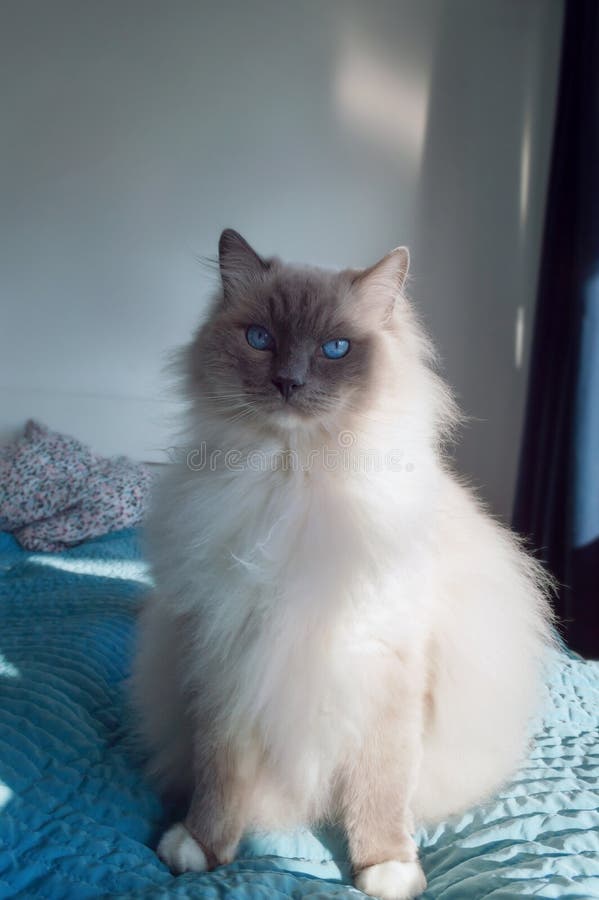 De zitting van de Ragdollkat op het bed royalty-vrije stock fotografie De zitting van de Ragdollkat op het bed royalty-vrije stock fotografie