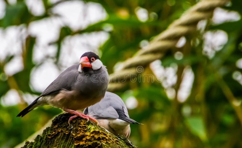 De zitting van de de rijstmus van Java op een boomstomp, tropische vogel van het Eiland van Java Indonesië, bracht binnen in geva royalty-vrije stock foto De zitting van de de rijstmus van Java op een boomstomp, tropische vogel van het Eiland van Java Indonesië, bracht binnen in geva royalty-vrije stock foto