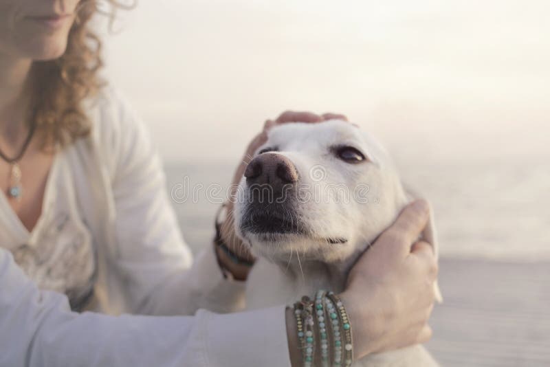 De zoete vrouw streelt veel liefs haar witte hond stock fotografie De zoete vrouw streelt veel liefs haar witte hond stock fotografie