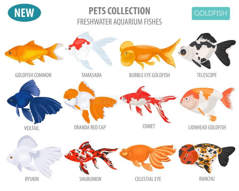 De zoetwater van het de rassenpictogram van aquariumvissen vastgestelde vlakke stijl o vector illustratie De zoetwater van het de rassenpictogram van aquariumvissen vastgestelde vlakke stijl o vector illustratie