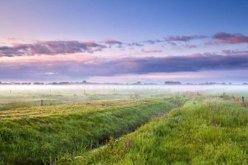 De zomer nevelige ochtend over weiden stock afbeeldingen De zomer nevelige ochtend over weiden stock afbeeldingen