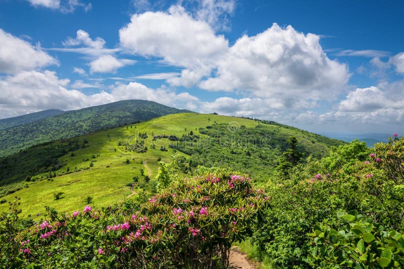 De Zomer Roan Mountain Bloom Stock Foto Image of carolina, appalachia