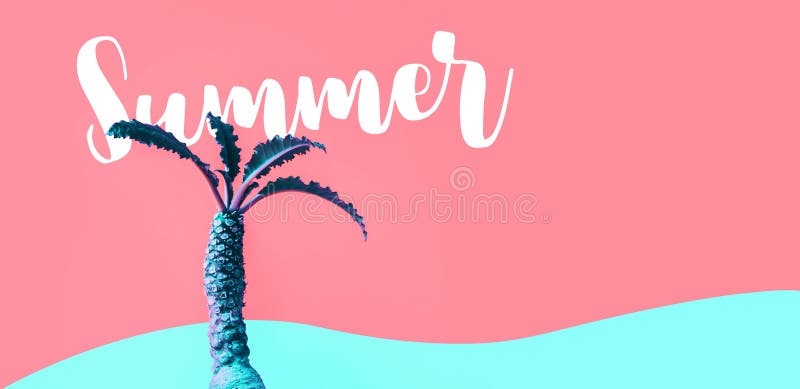 De zomerconcept met exotische kleur van Dorstenia-cactus op kleurrijk royalty-vrije stock fotografie De zomerconcept met exotische kleur van Dorstenia-cactus op kleurrijk royalty-vrije stock fotografie