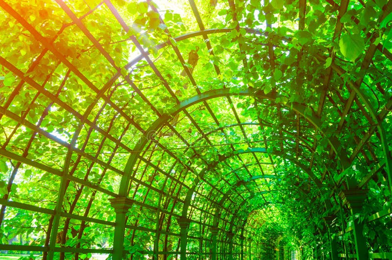 De zomerlandschap - die het metaal deed tunnel met groene klimplanten, de zomerlandschap wordt behandeld pijn stock foto De zomerlandschap - die het metaal deed tunnel met groene klimplanten, de zomerlandschap wordt behandeld pijn stock foto