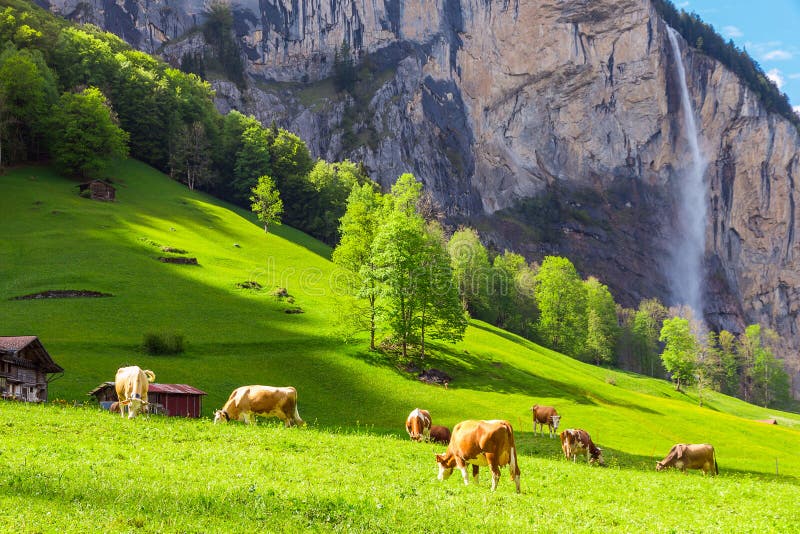 De zomerlandschap met koe het weiden op verse groene bergweilanden Lauterbrunnen, Zwitserland, Europa stock afbeelding De zomerlandschap met koe het weiden op verse groene bergweilanden Lauterbrunnen, Zwitserland, Europa stock afbeelding