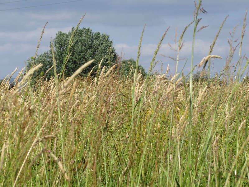 De zomerlandschap van wild gebied in het Toscaanse platteland royalty-vrije stock afbeeldingen De zomerlandschap van wild gebied in het Toscaanse platteland royalty-vrije stock afbeeldingen