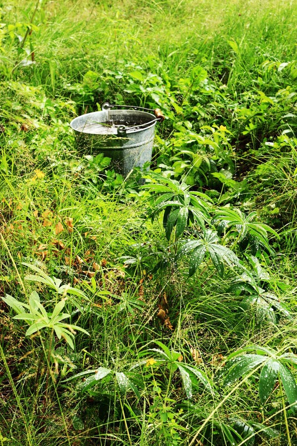 Bucket full of rain water in the tall grass. Bucket full of rain water in the tall grass