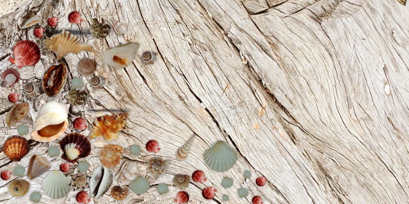 De zomershells bruine Houten Bannerachtergrond stock afbeeldingen De zomershells bruine Houten Bannerachtergrond stock afbeeldingen