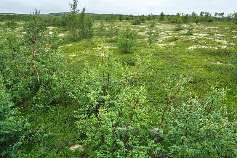 De de zomervegetatie in de bergtoendra, Kola Peninsula, royalty-vrije stock afbeeldingen De de zomervegetatie in de bergtoendra, Kola Peninsula, royalty-vrije stock afbeeldingen