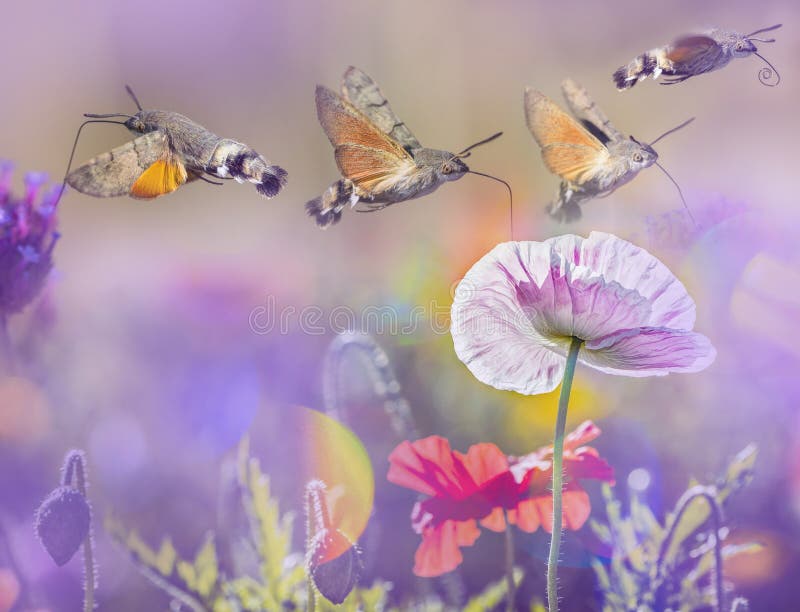 De zomerweide met rood papavers en Hawk Moths Hummingbirds stock afbeeldingen De zomerweide met rood papavers en Hawk Moths Hummingbirds stock afbeeldingen