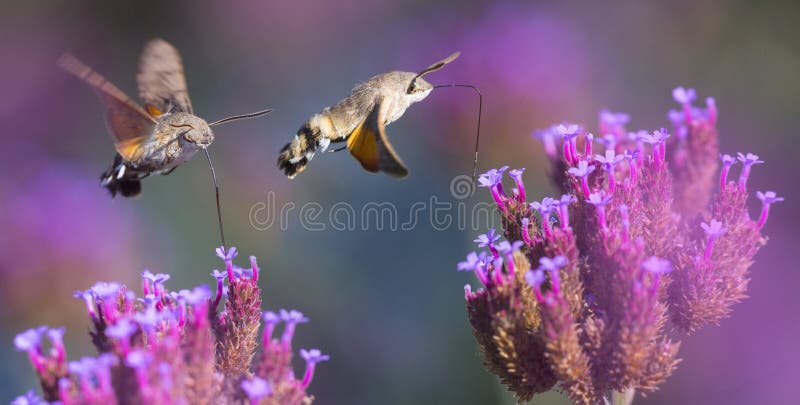 De zomerweide met rood papavers en Hawk Moths Hummingbirds stock afbeeldingen De zomerweide met rood papavers en Hawk Moths Hummingbirds stock afbeeldingen