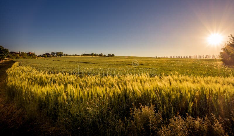 De zomerzonsondergang over het gebied van korrel royalty-vrije stock foto De zomerzonsondergang over het gebied van korrel royalty-vrije stock foto