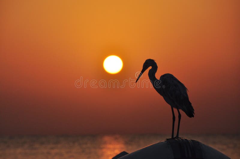 De zon die over de horizon van overzeese het spelen op de golven van het overzees en de vogelzitting plaatst op de boot royalty-vrije stock fotografie De zon die over de horizon van overzeese het spelen op de golven van het overzees en de vogelzitting plaatst op de boot royalty-vrije stock fotografie