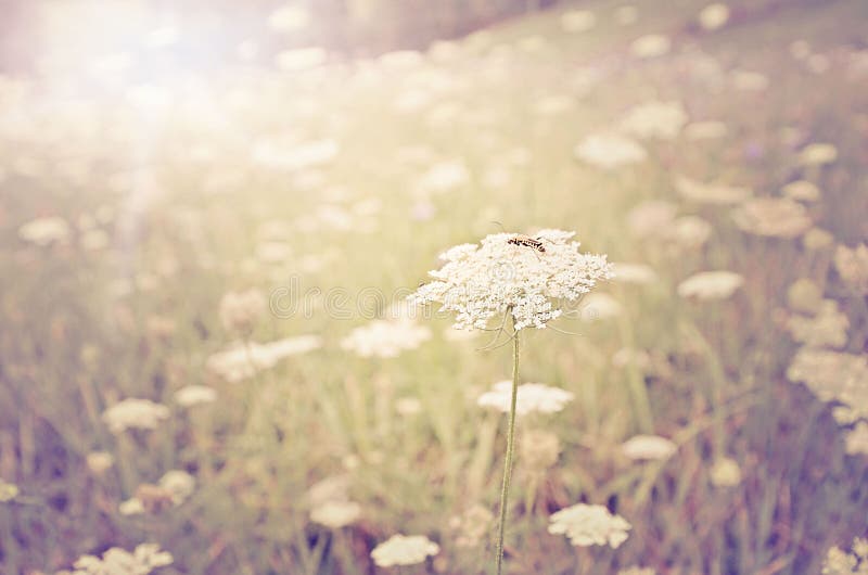 De Zon van de zomer stock fotografie De Zon van de zomer stock fotografie