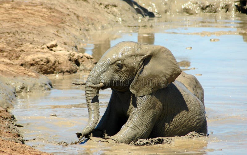 De zon van het olifantskalf het baden