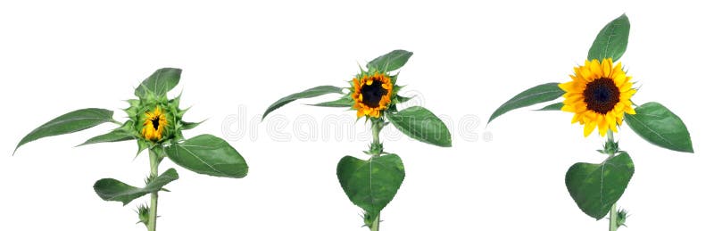 De zonnebloem kweekt geïsoleerder stadia stock foto De zonnebloem kweekt geïsoleerder stadia stock foto