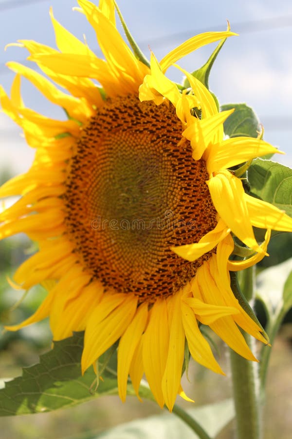 De zonnebloembloesems Wij verheugen ons in de zon Zonnige Bloem De hete zomer installaties royalty-vrije stock afbeeldingen De zonnebloembloesems Wij verheugen ons in de zon Zonnige Bloem De hete zomer installaties royalty-vrije stock afbeeldingen