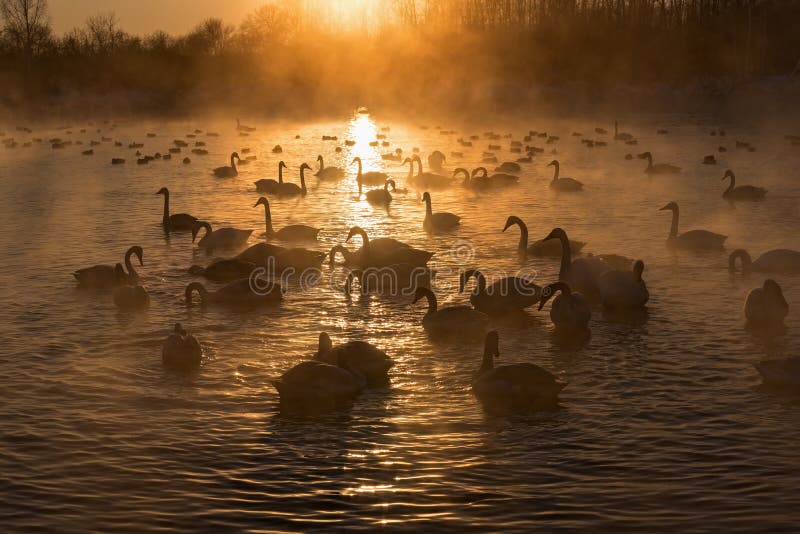 De zonsondergang van de de mistwinter van het zwanenmeer stock afbeelding De zonsondergang van de de mistwinter van het zwanenmeer stock afbeelding