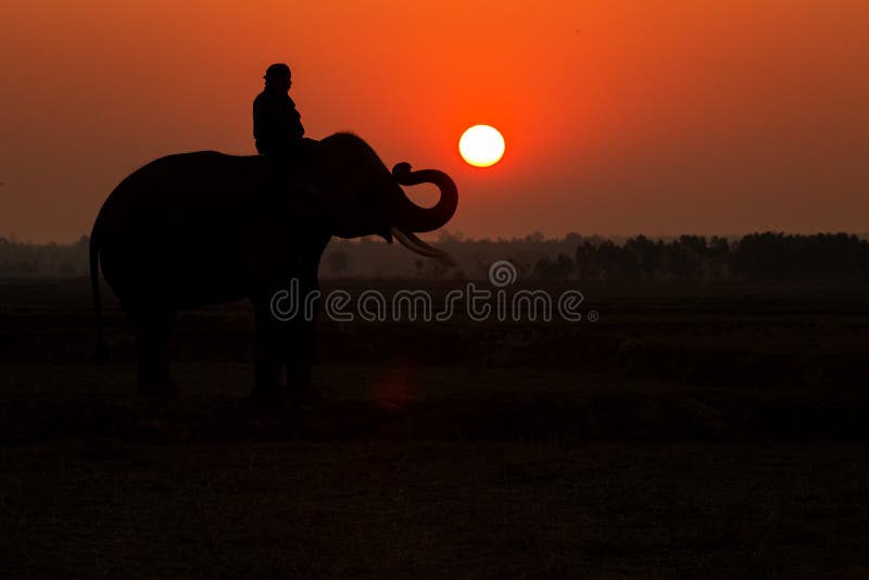 De zonsopgang van het de Olifantssilhouet van Thailand stock afbeeldingen De zonsopgang van het de Olifantssilhouet van Thailand stock afbeeldingen