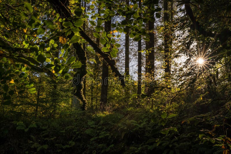 De zonster in bemost bos, moerasland met mos op boomtakken en zonstralen die doorbladert door, de herfstlandschap glanzen royalty-vrije stock afbeeldingen De zonster in bemost bos, moerasland met mos op boomtakken en zonstralen die doorbladert door, de herfstlandschap glanzen royalty-vrije stock afbeeldingen