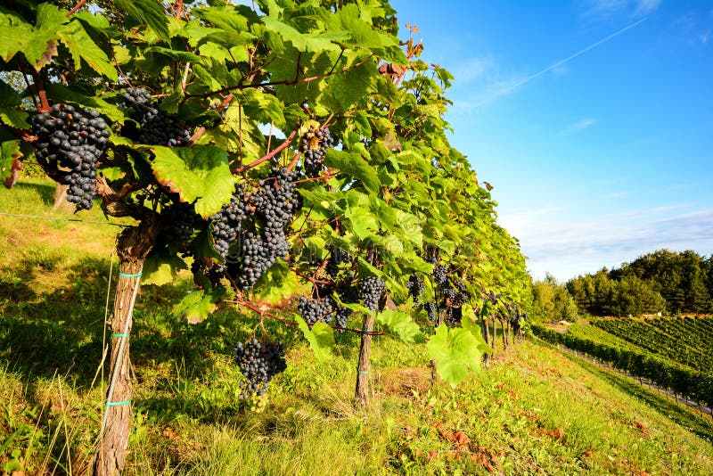 De zuidelijke Rode wijn van Stiermarken Oostenrijk: Wijnstokken in de wijngaard vóór oogst