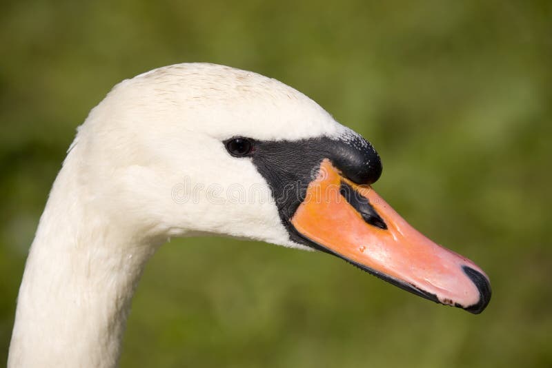 The head of the white swan in the green background. The head of the white swan in the green background