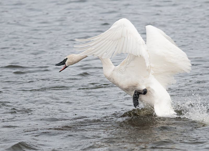 De Zwaan van de trompetter (buccinator Cygnus) op de Aanval stock foto De Zwaan van de trompetter (buccinator Cygnus) op de Aanval stock foto
