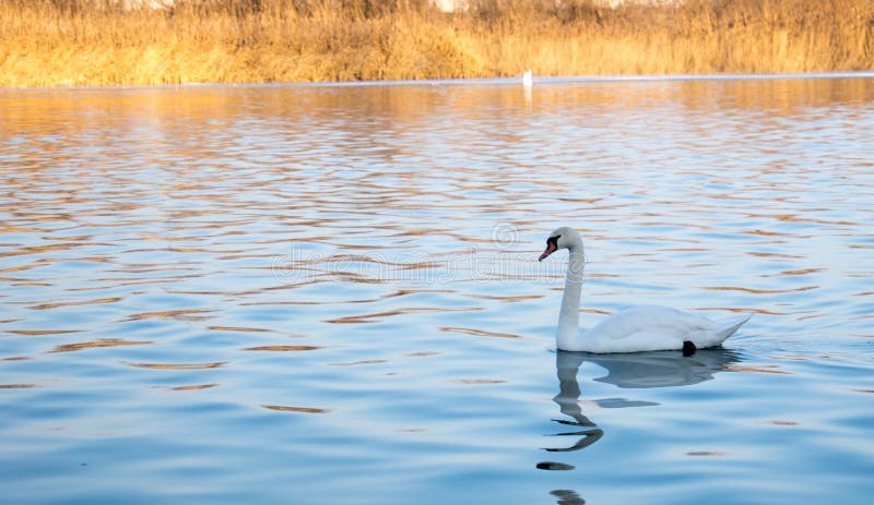 De zwaan zwemt in de blauwe rivier royalty-vrije stock afbeelding De zwaan zwemt in de blauwe rivier royalty-vrije stock afbeelding
