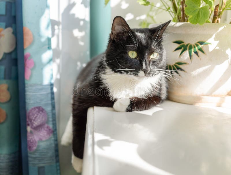 De zwart-witte kat ligt op zonovergoten vensterbank royalty-vrije stock afbeelding De zwart-witte kat ligt op zonovergoten vensterbank royalty-vrije stock afbeelding