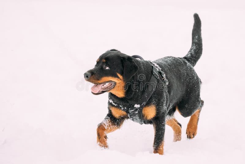 De zwarte Hond die van Rottweiler Metzgerhund tijdens Opleiding lopen De winter royalty-vrije stock afbeeldingen De zwarte Hond die van Rottweiler Metzgerhund tijdens Opleiding lopen De winter royalty-vrije stock afbeeldingen