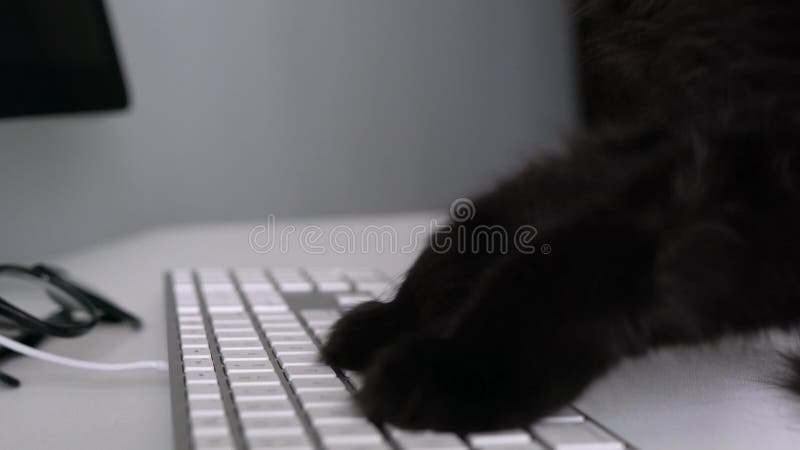 Een zwarte kat typt tekst op een computertoetsenbord stock videobeelden